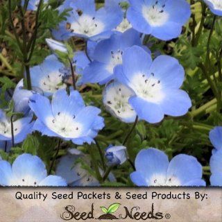 600 Seeds, Baby Blue Eyes (Nemophila menziesii) Seeds By Seed Needs : Flowering Plants : Patio, Lawn & Garden