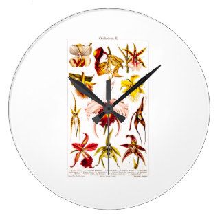 Vintage 1911 Orchid Flower Flowers Illustration Clocks