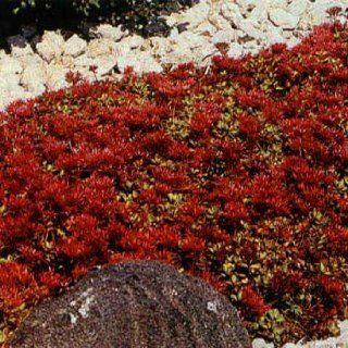 Outsidepride Sedum Dragon's Blood   5000 Seeds : Flowering Plants : Patio, Lawn & Garden