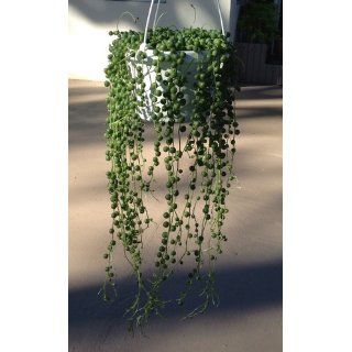 Hirt's String of Pearls   6" Hanging Basket   Senecio   Easy to Grow : Pea Plants : Patio, Lawn & Garden