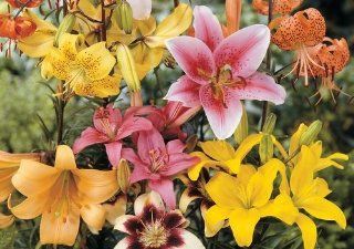Item# 12939   (10 Bulbs) All Summer Lily Mix   Flower Garden     FALL PLANTING   SPRING FLOWERS    Flowering Bulbs Include   A Gorgeous Mix of Lilies Oriental Lily Species, Tiger Lily Bulbs, Asiatic Lilies, Trumpet Lilies and Species Lily Mix Each have sl