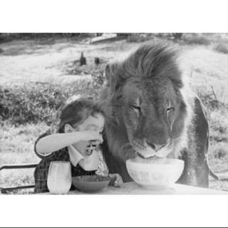 Close up of a girl and a lion having breakfast together (Panthera leo) Poster Print (18 x 24)
