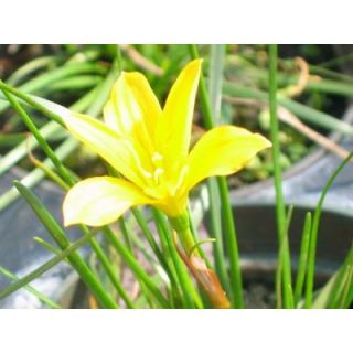 4 in. Yellow Rain Lily Potted Bog/Marginal Pond Plant BP   Yellow Rain Lily