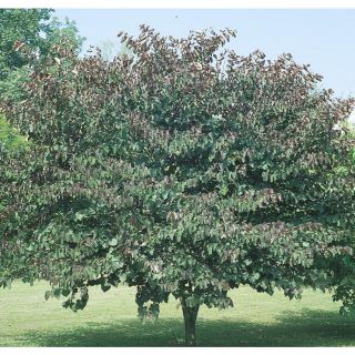 3.74 Gallon Forest Pansy Redbud (L1071)