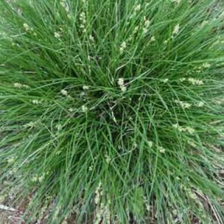 4 in. Potted Bog/Marginal Pond Plant   Berkely Sedge Carex BP   Berkekey Sedge Carex