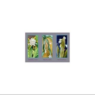 Epiphyllum Crenatum Print (Canvas 20x30)