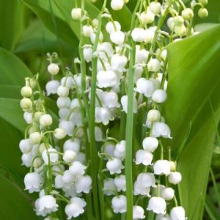 Lily of The Valley White Bare Root Dormant Plants (20 Pack) 70308