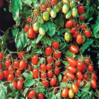 Proven Winners Proven Selections 4.25 in. Juliet Grape Tomato VEGTOM1057520