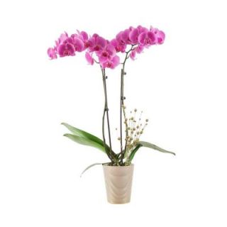 Just Add Ice Orchids 5 in. Orchid in Holiday Ceramic 270781
