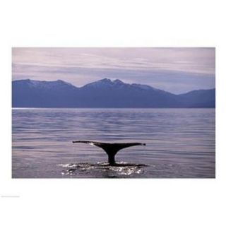 Humpback Whale in Alaska, USA Poster Print (24 x 18)