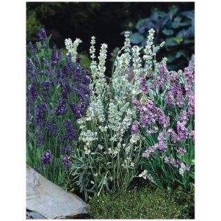 Bonnie Plants 5 in. Lavender 154