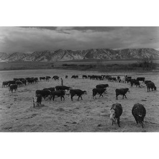 Cattle in South Farm by Ansel Adams Photographic Print by Buyenlarge