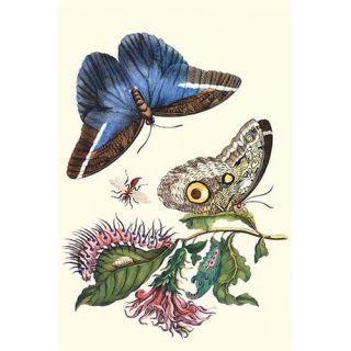 Cardinals Guard Butterfly with Idomeneus Giant Owl Butterfly by
